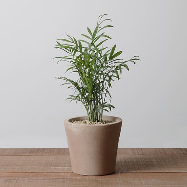 테이블야자 공기정화식물 이태리토분 반려식물