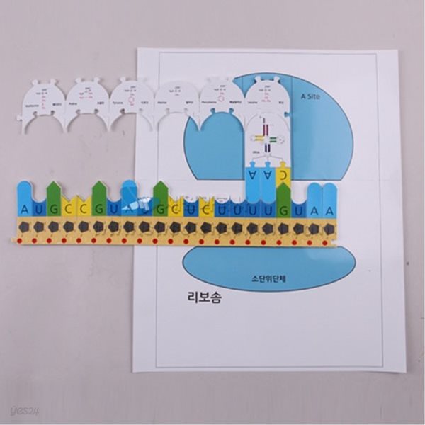 DNA부터 단백질 합성 퍼즐키트(대형,교사용)_54882