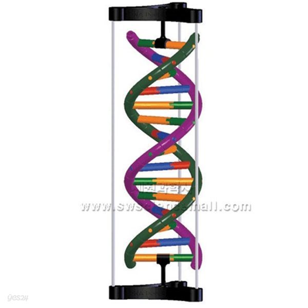 DNA 모형세트(분해조립식,젠)_10209