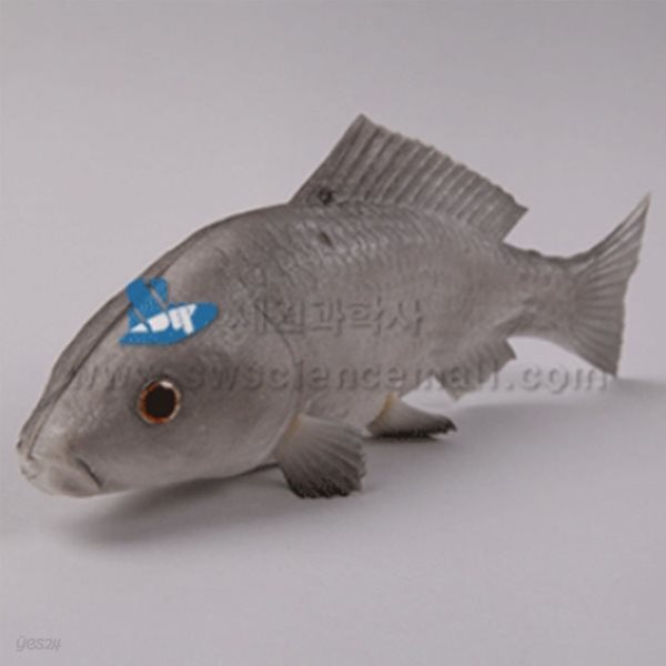 교육용 물고기 모형_68777