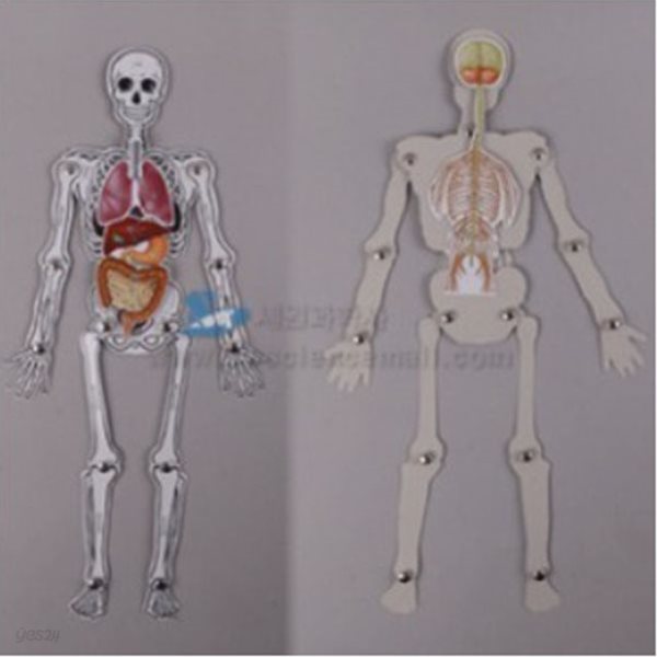 재미있는 인체모형 만들기(신경계포함,5명1세트)