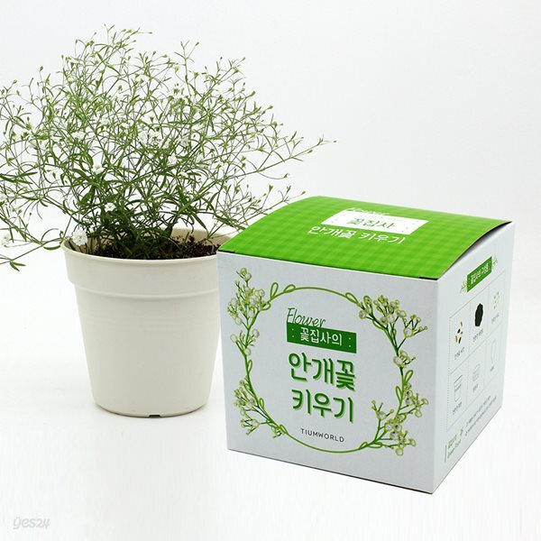 (우리집 정원가꾸기)꽃집사 - 안개꽃 키우기