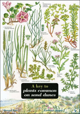 Key to Plants Common on Sand Dunes