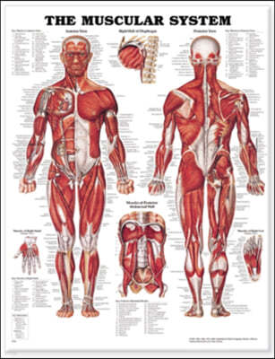 The Muscular System Anatomical Chart