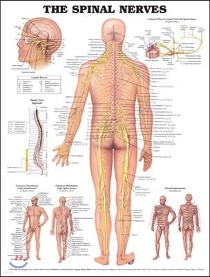 The Spinal Nerves Anatomical Chart