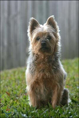 Createspace Independent Publishing Platform Cute Little Australian Silky Terrier Sitting in the Yard Journal: Take Notes, Write Down Memories in this 150 Page Lined Journal