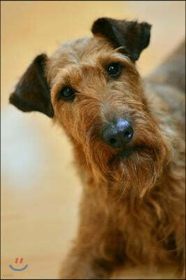 Irish Terrier with her Head Cocked to the Side Journal: Take Notes, Write Down Memories in this 150 Page Lined Journal