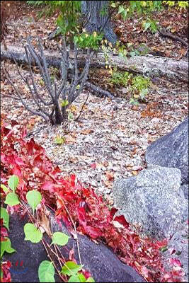 2019 Daily Planner Nature Late Autumn 384 Pages: (Notebook, Diary, Blank Book)