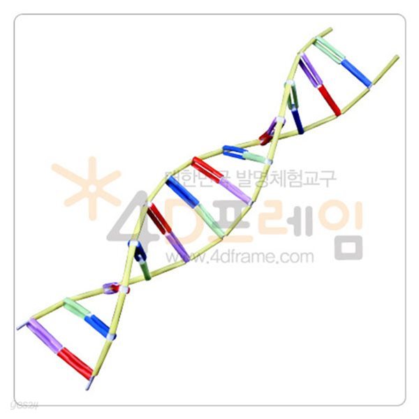 포디프레임 4D DNA 5