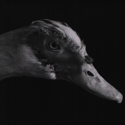 Be Svendsen — Gross Kelle (12Inch Single) 앨범 커버