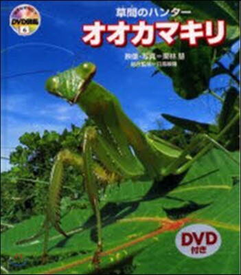DVD圖鑑   6 オオカマキリ