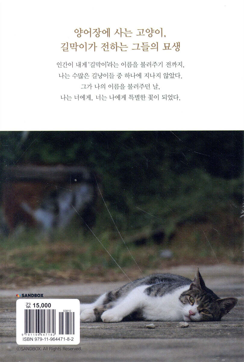 인간을 키우는 고양이
