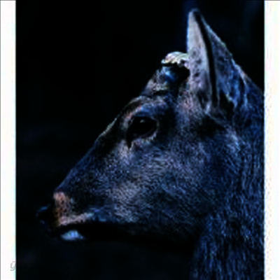 Toe (토) - The Book About My Idle Plot On A Vague Anxiety