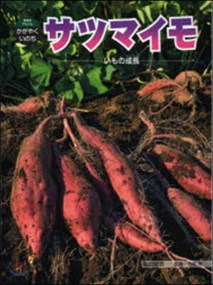 サツマイモ いもの成長