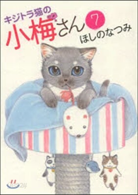 キジトラ猫の小梅さん 7