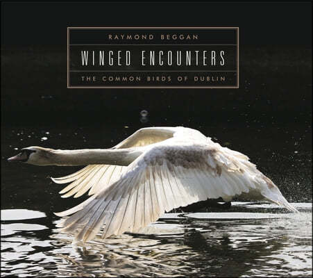 Winged Encounters