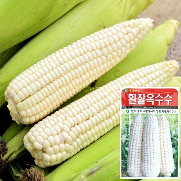 흰찰옥수수 씨앗 (30g)  채소씨앗 야채씨앗 배추씨앗