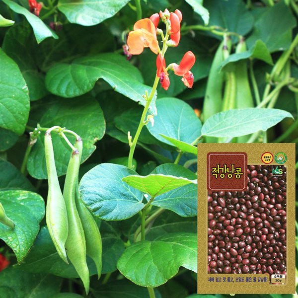 적색강낭콩 씨앗 (30g)  채소씨앗 야채씨앗 배추씨앗