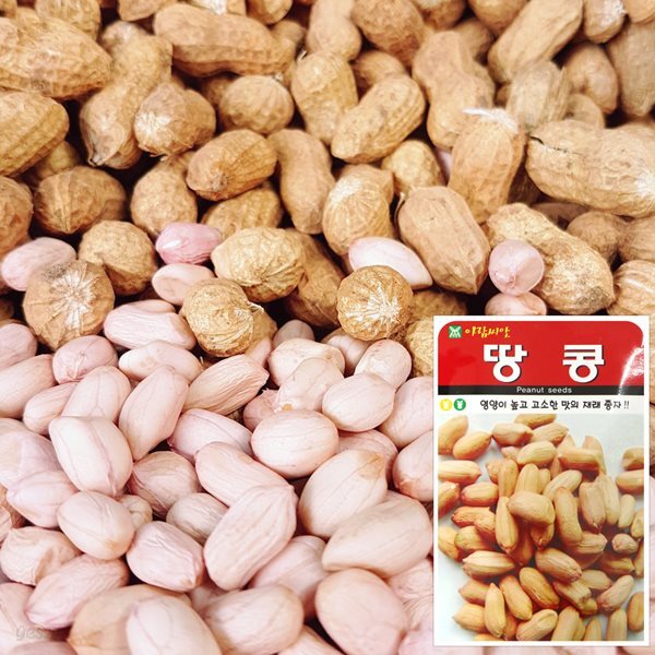 땅콩 씨앗 (20g) 채소씨앗 야채씨앗 완두콩씨앗 - 예스24 땅콩 씨앗 (20g)  채소씨앗 야채씨앗 완두콩씨앗 - 예스24