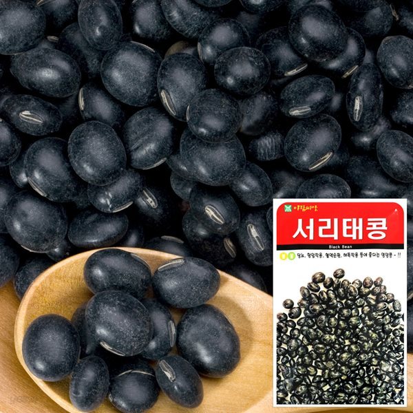 서리태콩 씨앗 (30g)  채소씨앗 야채씨앗 완두콩씨앗