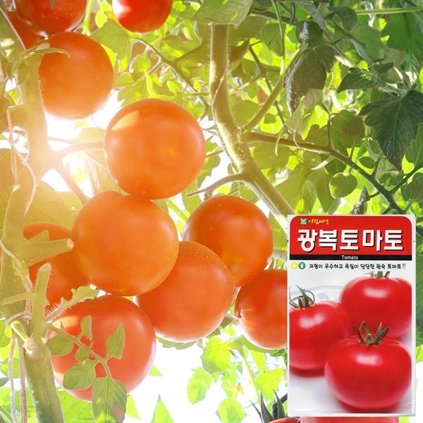 광복토마토 씨앗 (100립)  토마토씨앗 과일씨앗 수박