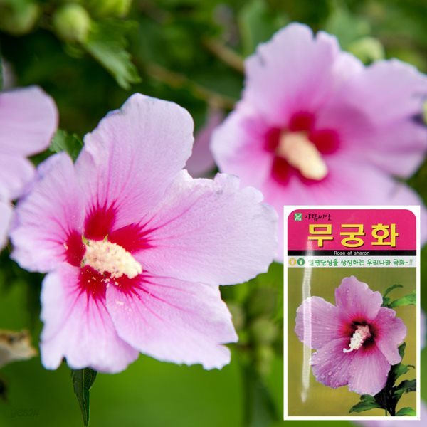 무궁화꽃 씨앗 (100립)  나팔꽃씨앗 백일홍꽃씨앗