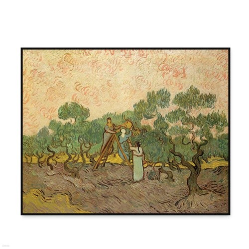 [The Bella]  - ø긦 Ȯϴ ε Women Picking Olives