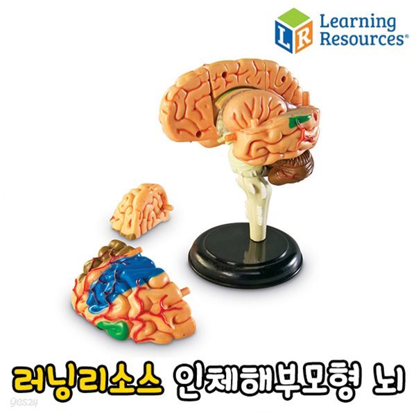 러닝리소스 인체 해부 모형 뇌