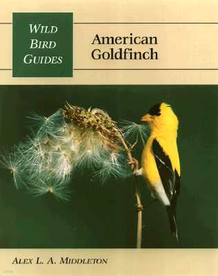 American Goldfinch