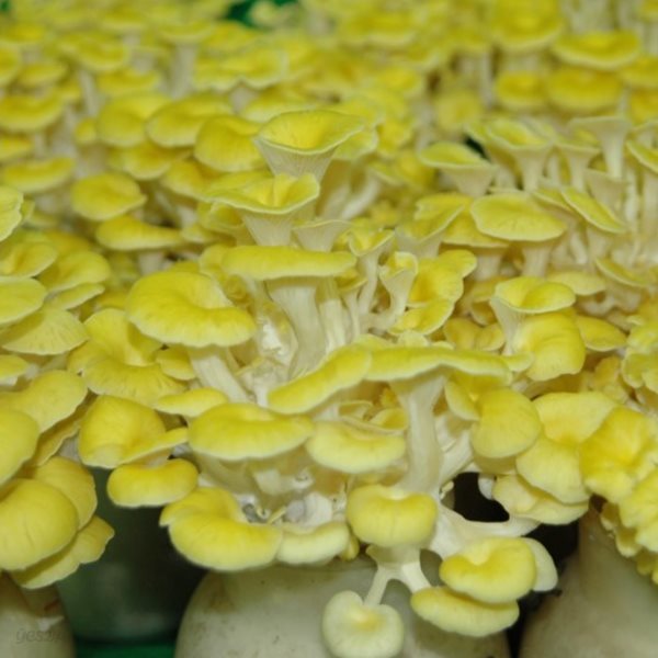 부드럽고 쫄깃한 아인농장 노랑느타리버섯 400g×2팩