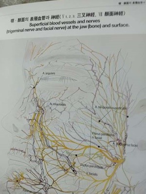 안면의 형태학 Atlas-얼굴안며 치아 형태의 컬러도록-영문으로 해설해놓은책-일어도 더러 섞여있음