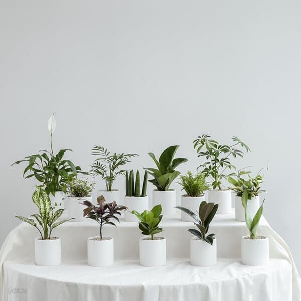 공기정화식물 인테리어식물 18종 모음전