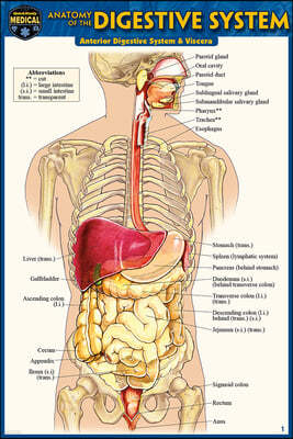 Anatomy of the Digestive System (Pocket-Sized Edition - 4x6 Inches)