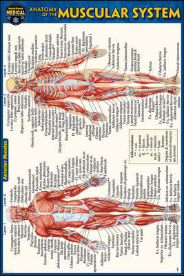 Anatomy of the Muscular System (Pocket-Sized Edition - 4x6 Inches)