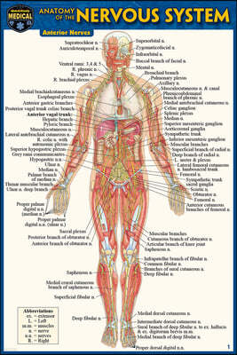 Anatomy of the Nervous System (Pocket-Sized Edition -4x6 Inches)