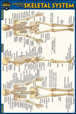 Anatomy of the Skeletal System (Pocket-Sized Edition - 4x6 Inches)