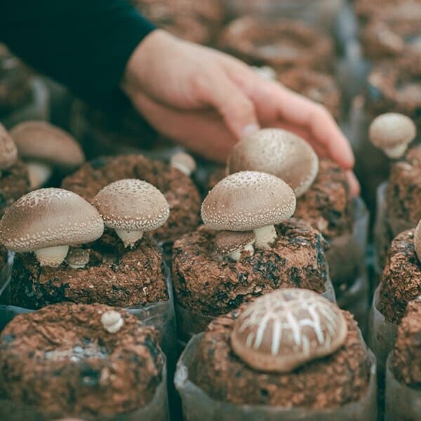 [하진이네버섯뜰에]국내산 표고버섯(상품) 1kg