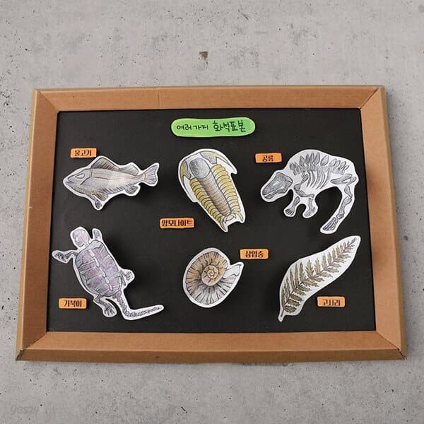 아트랄라 신비한 화석표본만들기(1개) 과학 암모나이트 물고기 공룡 diy 종이공예
