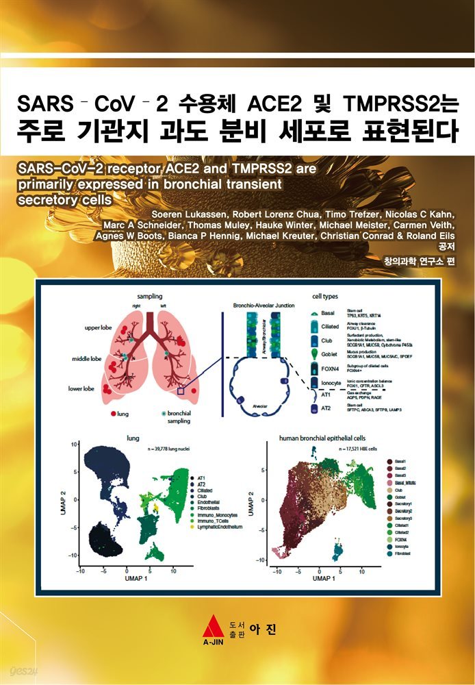 SARS?CoV?2 수용체 ACE2 및 TMPRSS2는 주로 기관지 과도 분비 세포로 표현된다