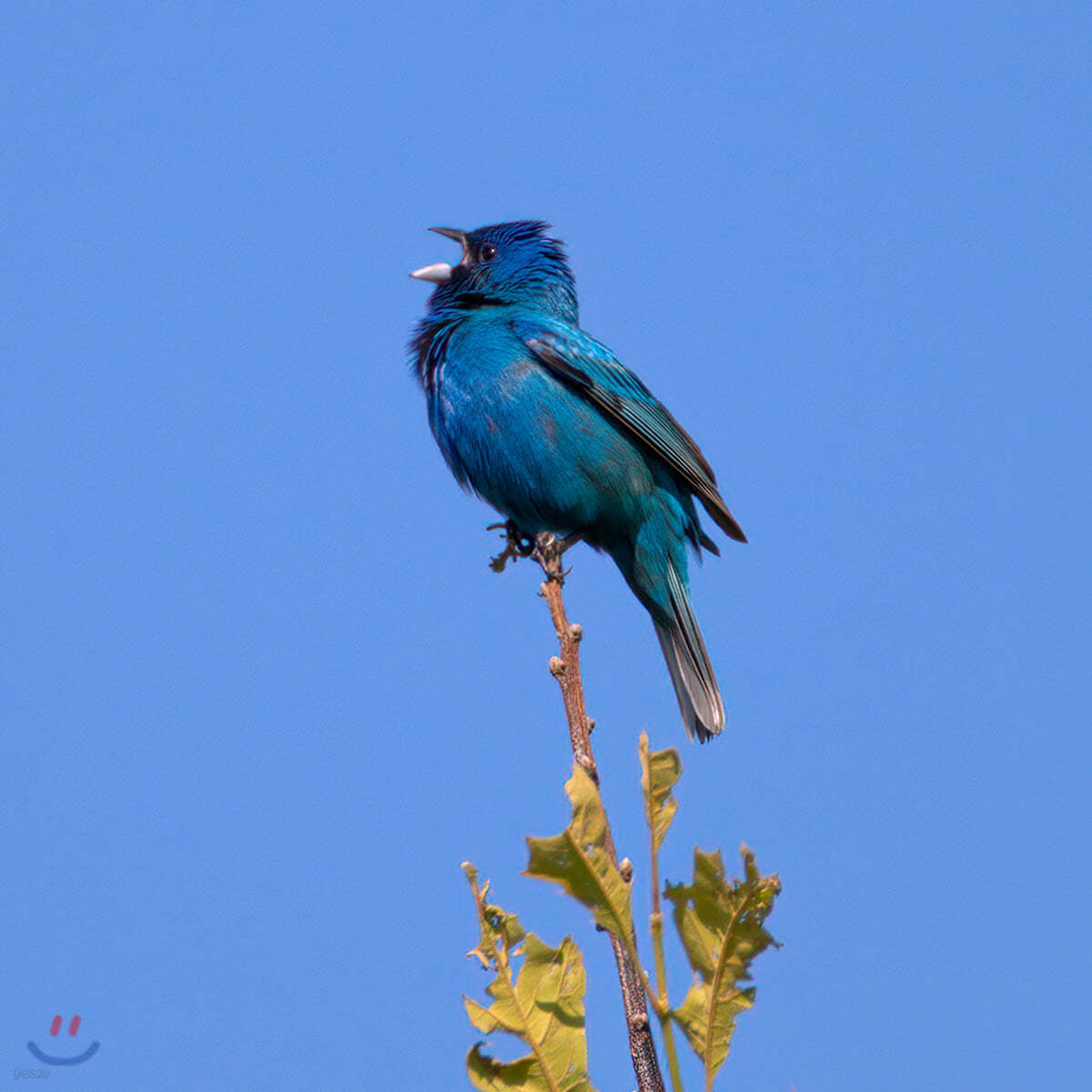 윤지영 - Blue bird