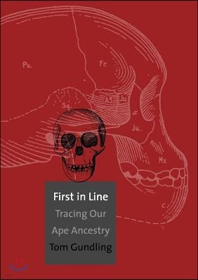 First in Line: Tracing Our Ape Ancestry