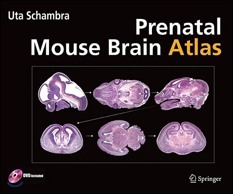 Prenatal Mouse Brain Atlas: Color Images and Annotated Diagrams Of: Gestational Days 12, 14, 16 and 18 Sagittal, Coronal and Horizontal Section [With