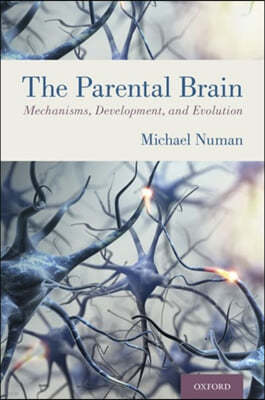 Parental Brain: Mechanisms, Development, and Evolution