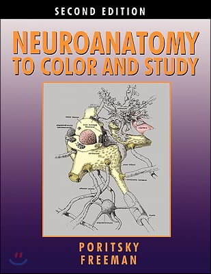 Neuroanatomy to Color and Study