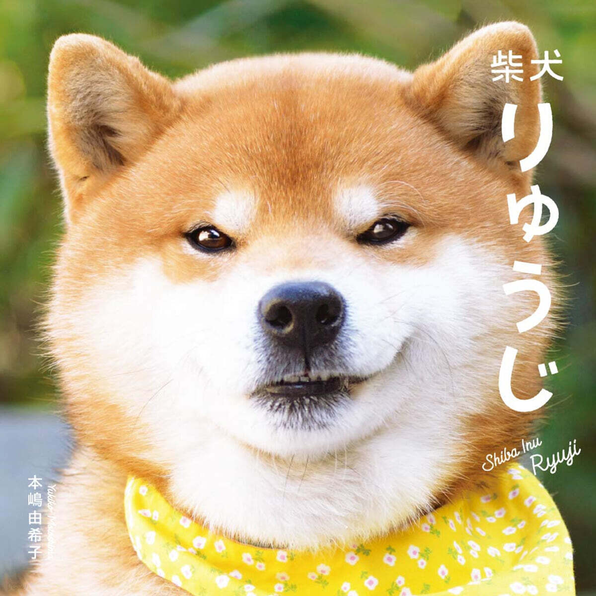 Shiba Inu Ryuji