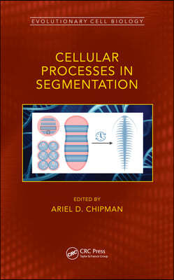 Cellular Processes in Segmentation