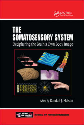 Somatosensory System