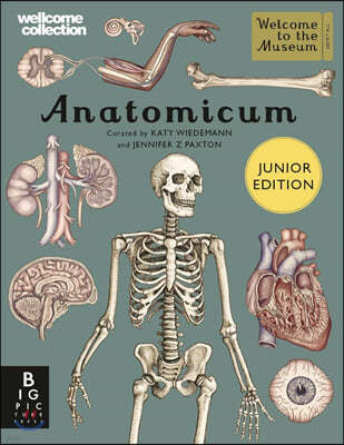 The Anatomicum Junior