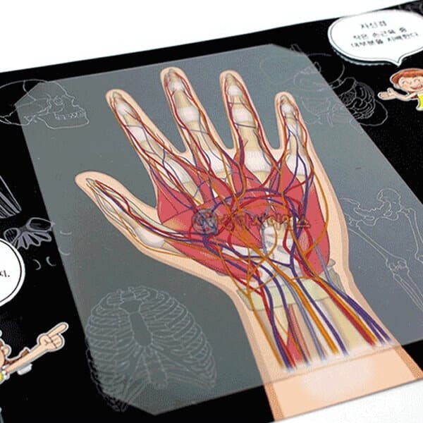 인체의 신비 손의 구조모형 손바닥 손근육