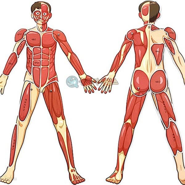 인체의 신비-인체 근육 모형 근육의 구조